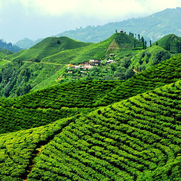 panitar tea garden