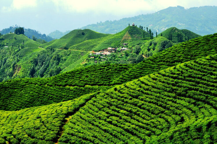 panitar tea garden