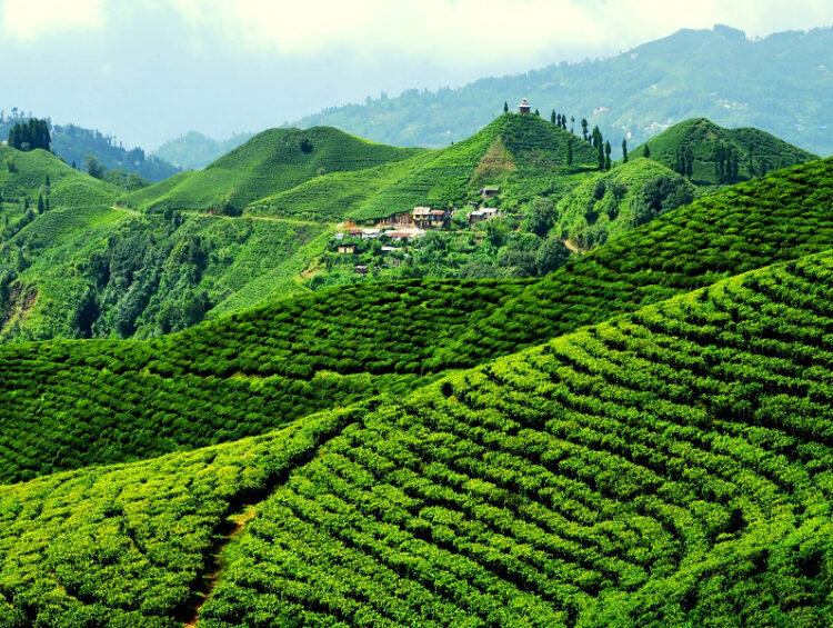 panitar tea garden